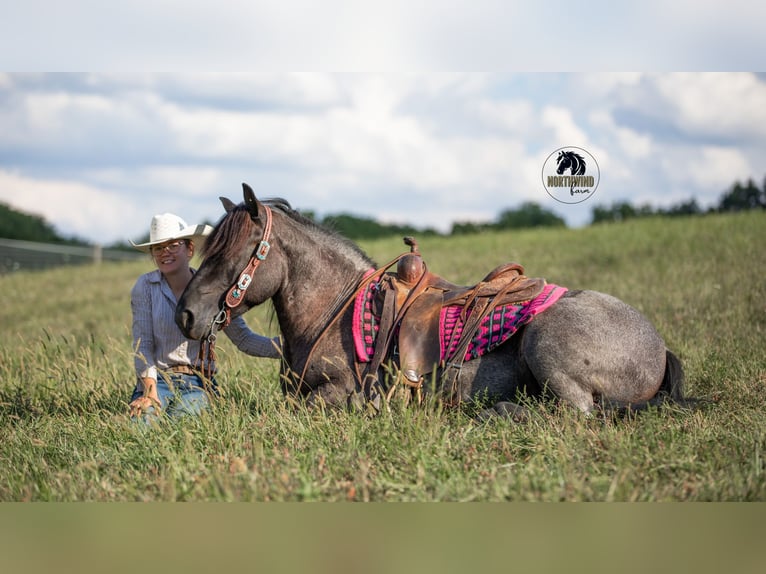Cheval de trait Croisé Hongre 5 Ans 145 cm Rouan Bleu in Fredericksburg