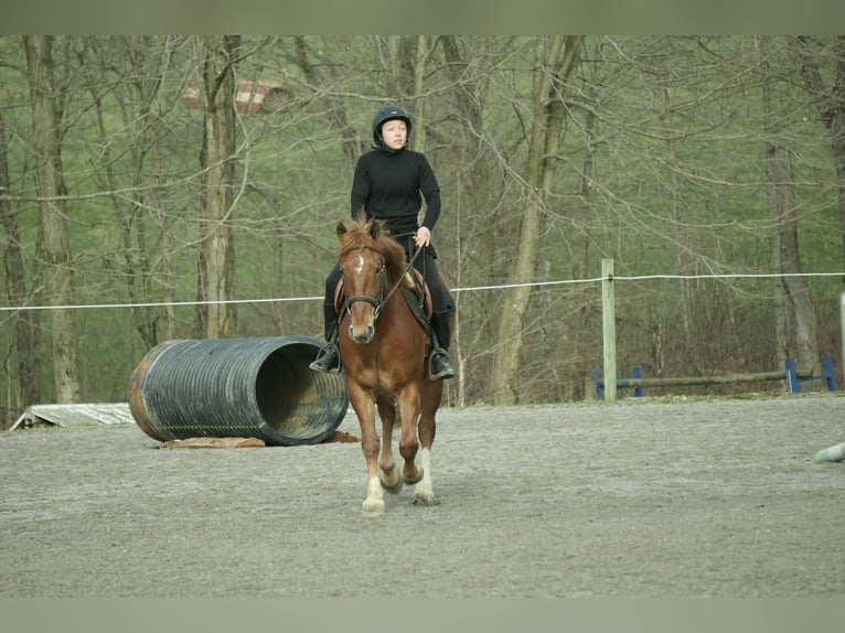 Cheval de trait Croisé Hongre 5 Ans 147 cm Alezan cuivré in Baltic