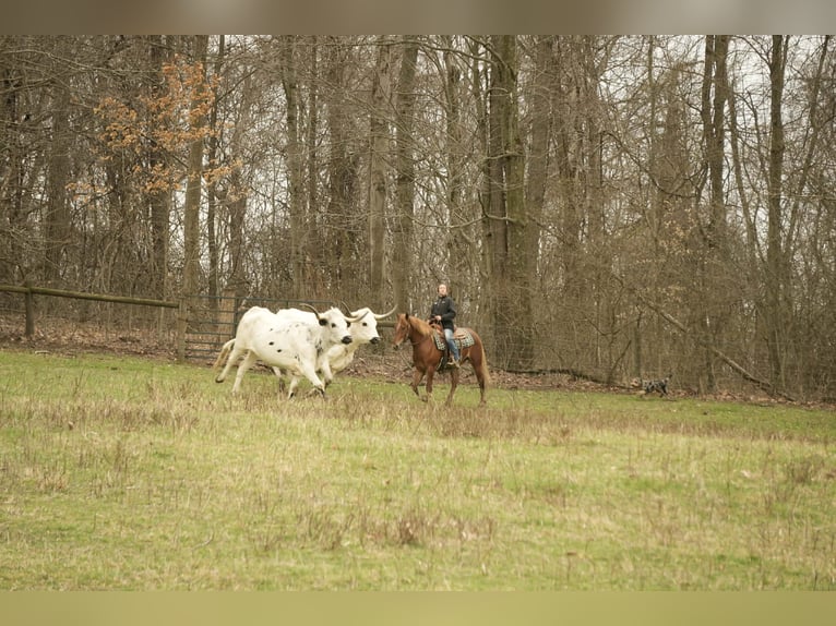 Cheval de trait Croisé Hongre 5 Ans 147 cm Alezan cuivré in Baltic