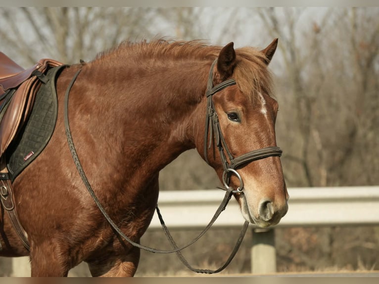 Cheval de trait Croisé Hongre 5 Ans 147 cm Alezan cuivré in Baltic