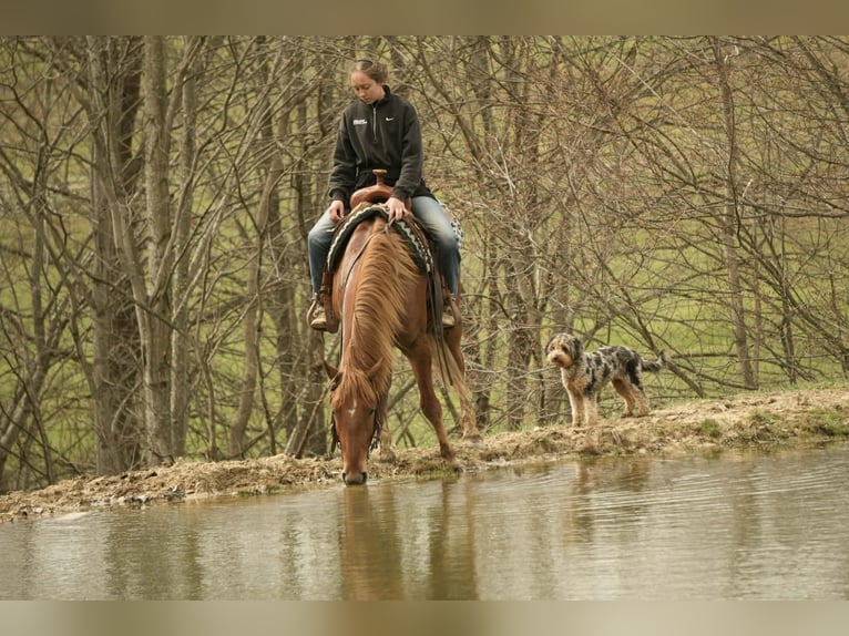 Cheval de trait Croisé Hongre 5 Ans 147 cm Alezan cuivré in Baltic