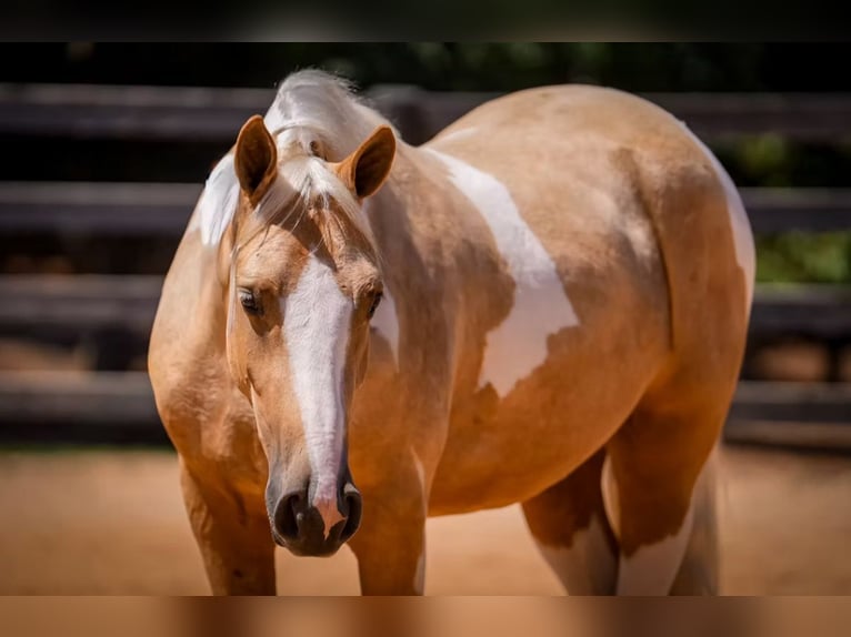 Cheval de trait Croisé Hongre 5 Ans 147 cm Pinto in Clover Cheval de trait Croisé Hongre 5 Ans 147 cm Pinto in Clover