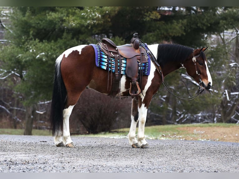 Cheval de trait Croisé Hongre 5 Ans 147 cm Tobiano-toutes couleurs in Millersburg