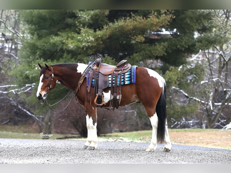 Cheval de trait Croisé Hongre 5 Ans 147 cm Tobiano-toutes couleurs in Millersburg