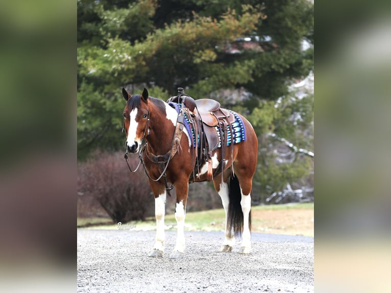 Cheval de trait Croisé Hongre 5 Ans 147 cm Tobiano-toutes couleurs in Millersburg