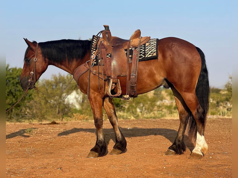 Cheval de trait Hongre 5 Ans 150 cm Bai cerise in Byers TX