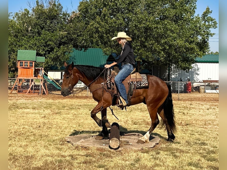 Cheval de trait Hongre 5 Ans 150 cm Bai cerise in Byers TX