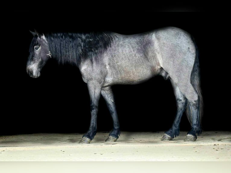 Cheval de trait Croisé Hongre 5 Ans 150 cm Rouan Bleu in Rebersburg