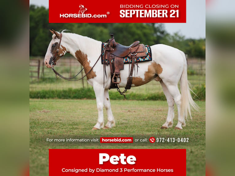 Cheval de trait Croisé Hongre 5 Ans 152 cm Alezan cuivré in Ravenna