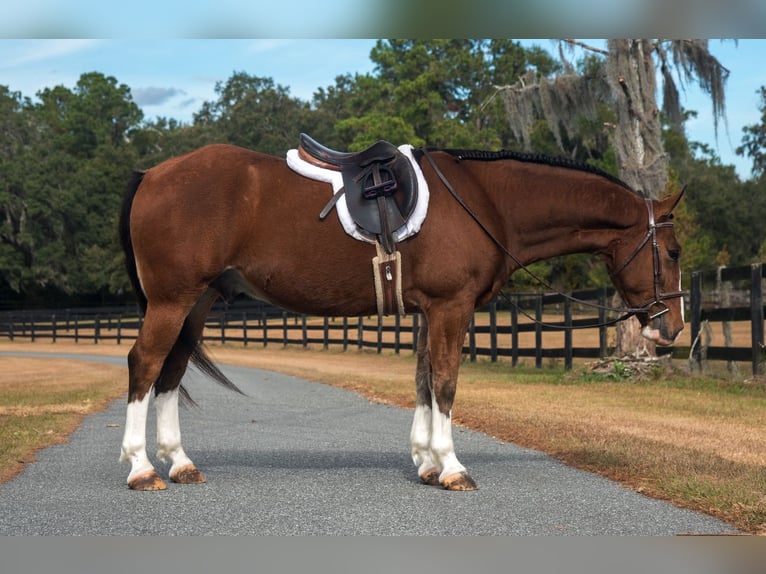 Cheval de trait Croisé Hongre 5 Ans 152 cm Bai cerise in Morriston, FL