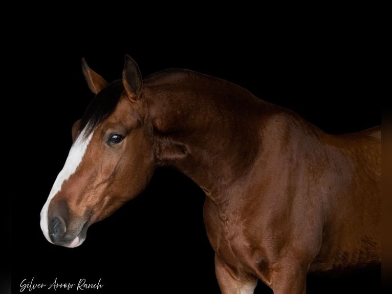 Cheval de trait Croisé Hongre 5 Ans 152 cm Bai cerise in Morriston, FL