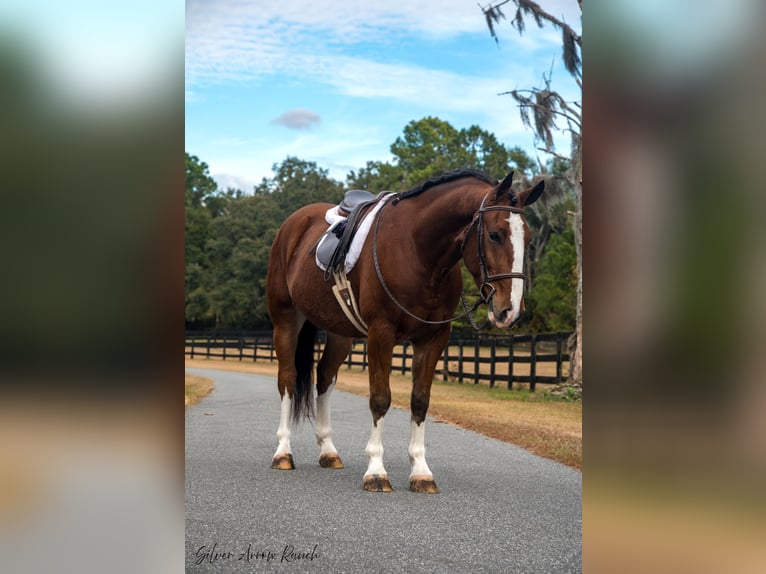 Cheval de trait Croisé Hongre 5 Ans 152 cm Bai cerise in Morriston, FL