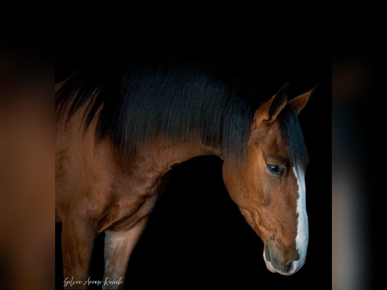 Cheval de trait Croisé Hongre 5 Ans 152 cm Bai cerise in Morriston, FL