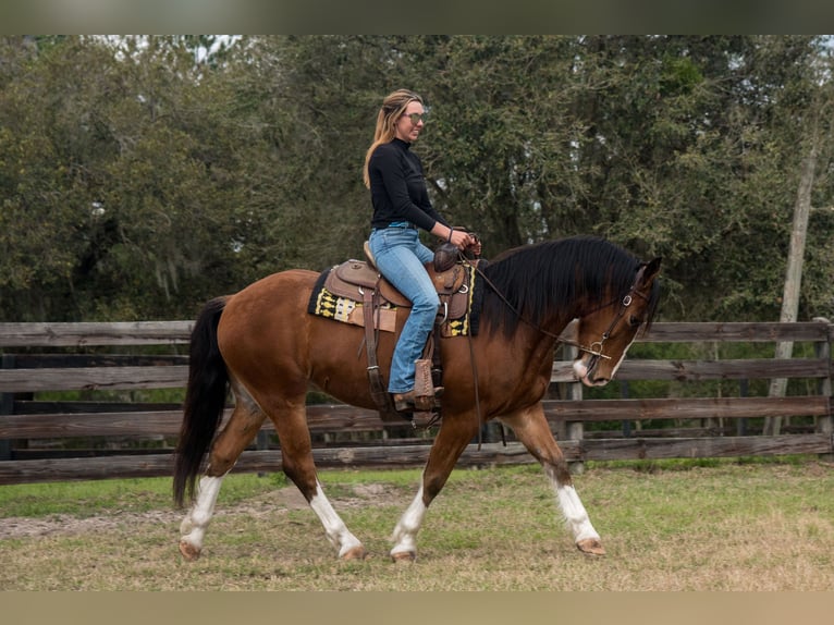 Cheval de trait Croisé Hongre 5 Ans 152 cm Bai cerise in Morriston, FL