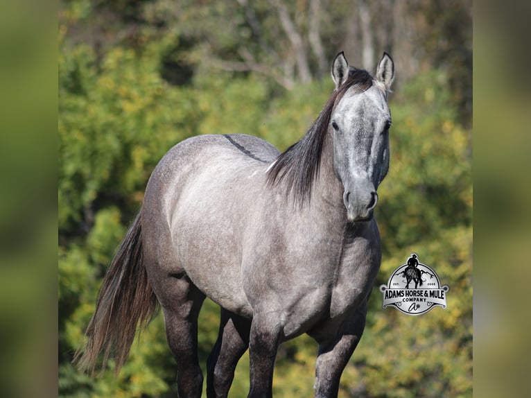 Cheval de trait Hongre 5 Ans 152 cm Gris in Mount Vernon