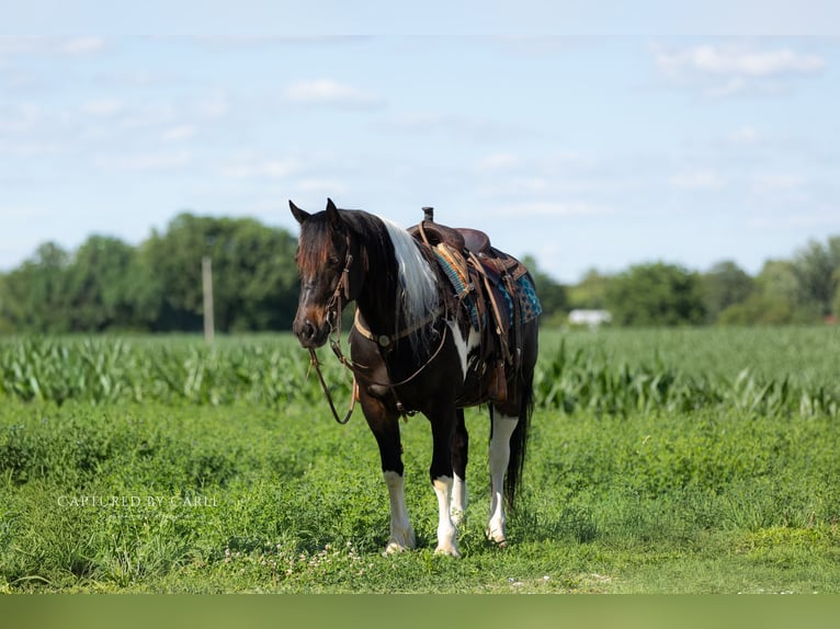 Cheval de trait Croisé Hongre 5 Ans 152 cm Pinto in Lewistown
