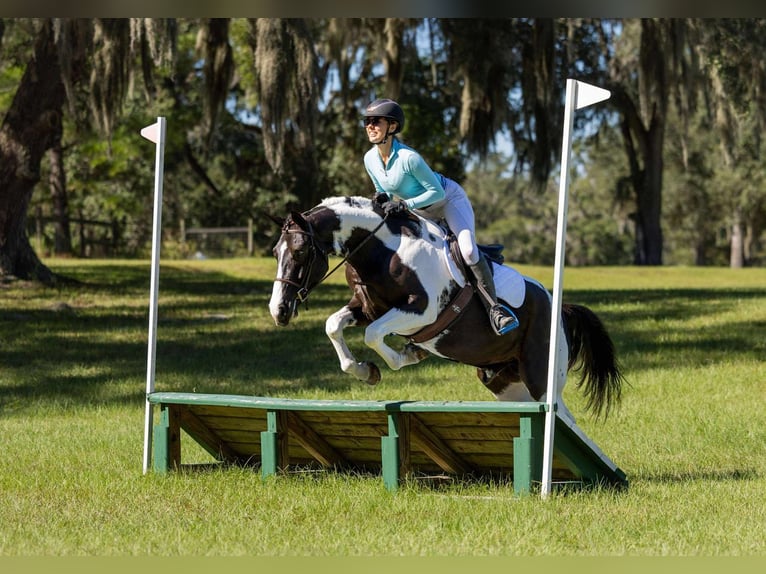 Cheval de trait Croisé Hongre 5 Ans 152 cm Pinto in Ocala