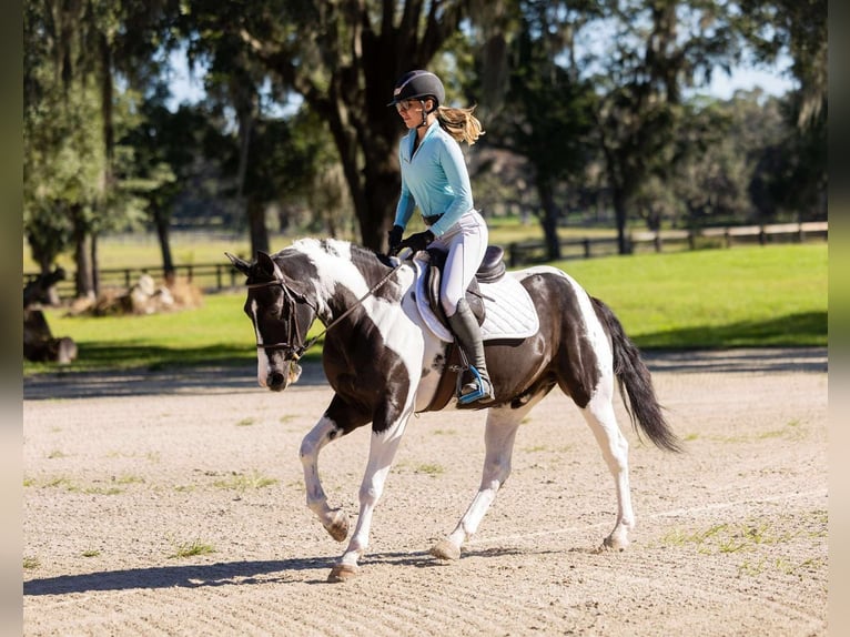 Cheval de trait Croisé Hongre 5 Ans 152 cm Pinto in Ocala