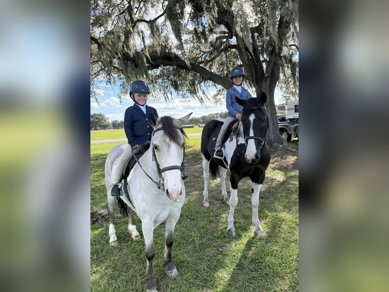 Cheval de trait Croisé Hongre 5 Ans 152 cm Pinto in Ocala
