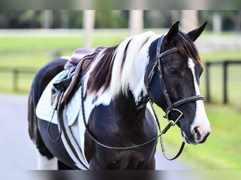 Cheval de trait Croisé Hongre 5 Ans 152 cm Pinto in Ocala