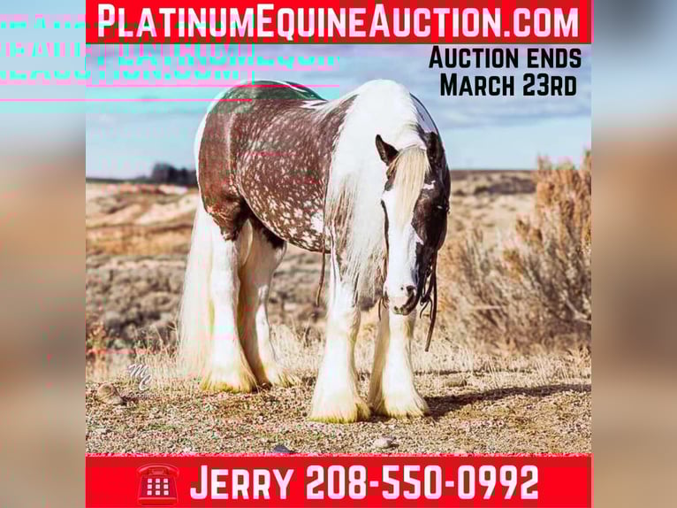 Cheval de trait Hongre 5 Ans 152 cm in Wickenburg AZ