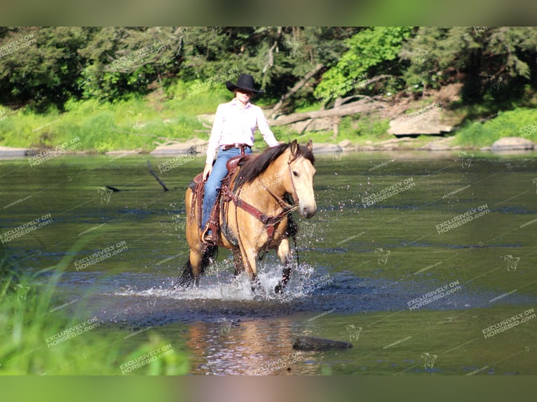 Cheval de trait Croisé Hongre 5 Ans 155 cm Buckskin in Miola, PA