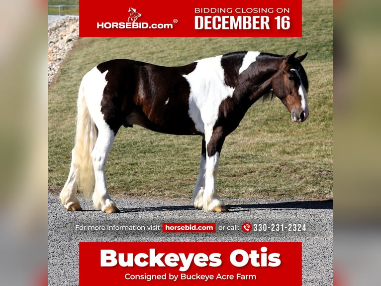 Cheval de trait Croisé Hongre 5 Ans 155 cm Pinto in Millersburg