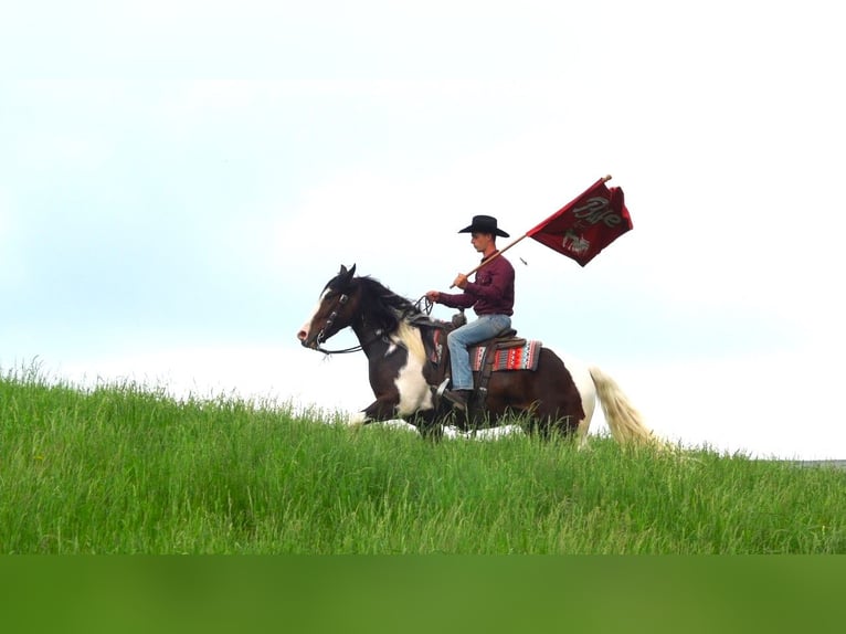 Cheval de trait Croisé Hongre 5 Ans 155 cm Pinto in Millersburg