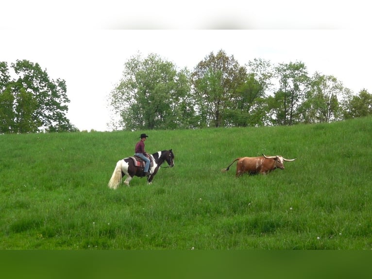 Cheval de trait Croisé Hongre 5 Ans 155 cm Pinto in Millersburg