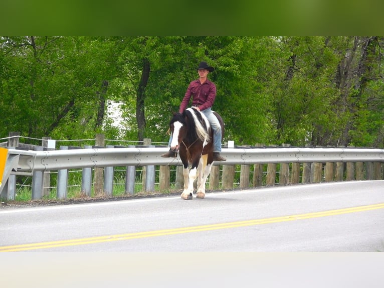 Cheval de trait Croisé Hongre 5 Ans 155 cm Pinto in Millersburg