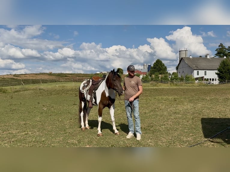Cheval de trait Croisé Hongre 5 Ans 155 cm Pinto in Gap