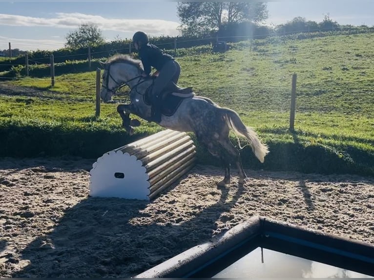 Cheval de trait Hongre 5 Ans 156 cm Gris pommelé in Sligo