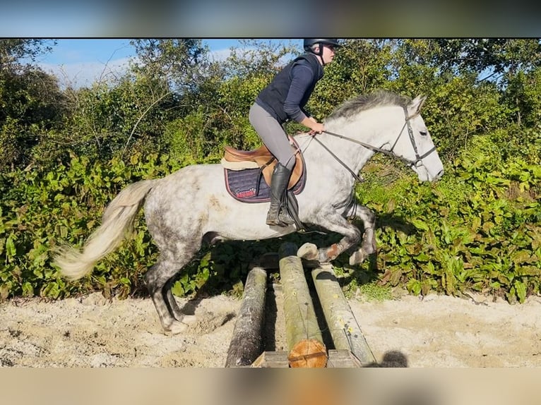 Cheval de trait Hongre 5 Ans 156 cm Gris pommelé in Sligo
