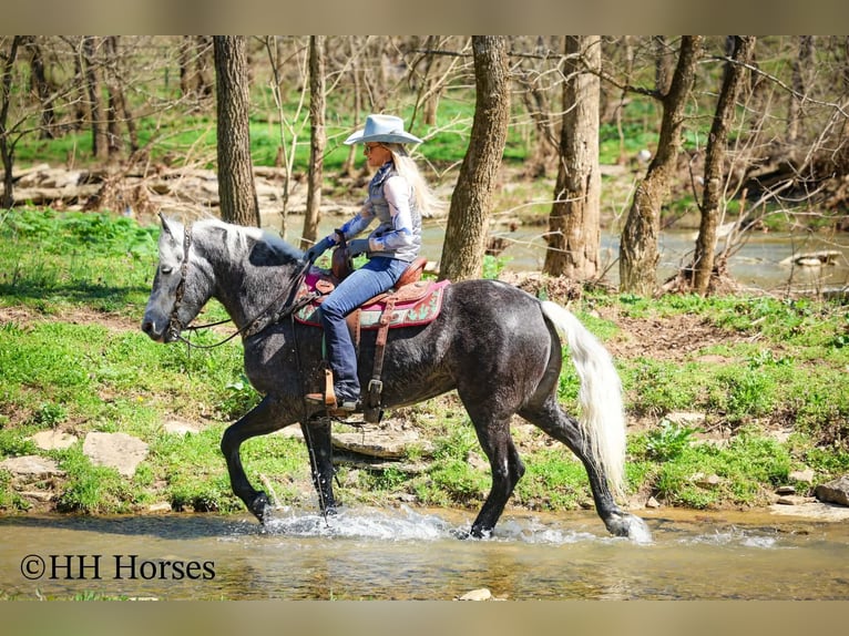 Cheval de trait Croisé Hongre 5 Ans 157 cm Gris in Flemingsburg