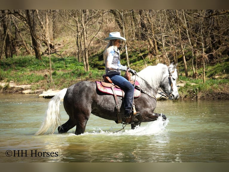 Cheval de trait Croisé Hongre 5 Ans 157 cm Gris in Flemingsburg