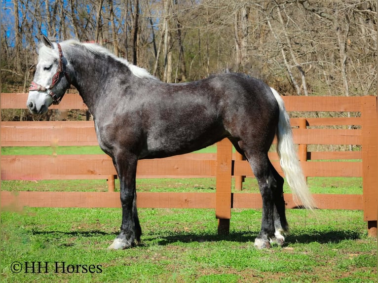 Cheval de trait Croisé Hongre 5 Ans 157 cm Gris in Flemingsburg