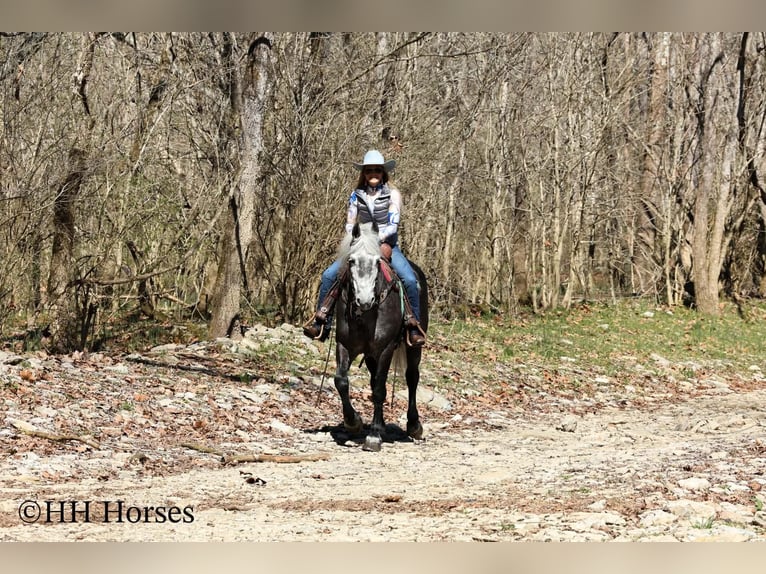 Cheval de trait Croisé Hongre 5 Ans 157 cm Gris in Flemingsburg