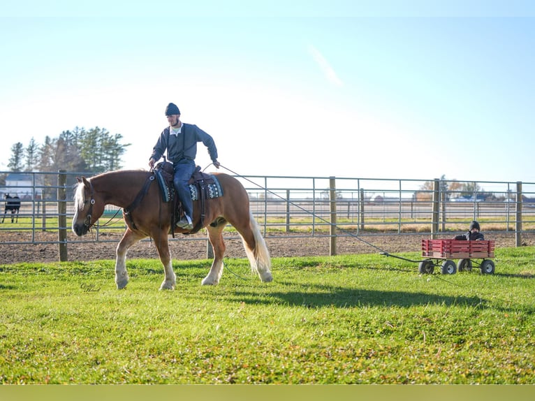Cheval de trait Croisé Hongre 5 Ans 157 cm Palomino in Independence
