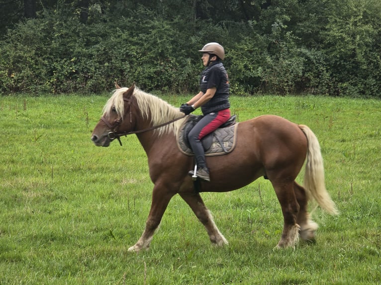 Cheval de trait Hongre 5 Ans 158 cm Alezan in WINTZFELDEN