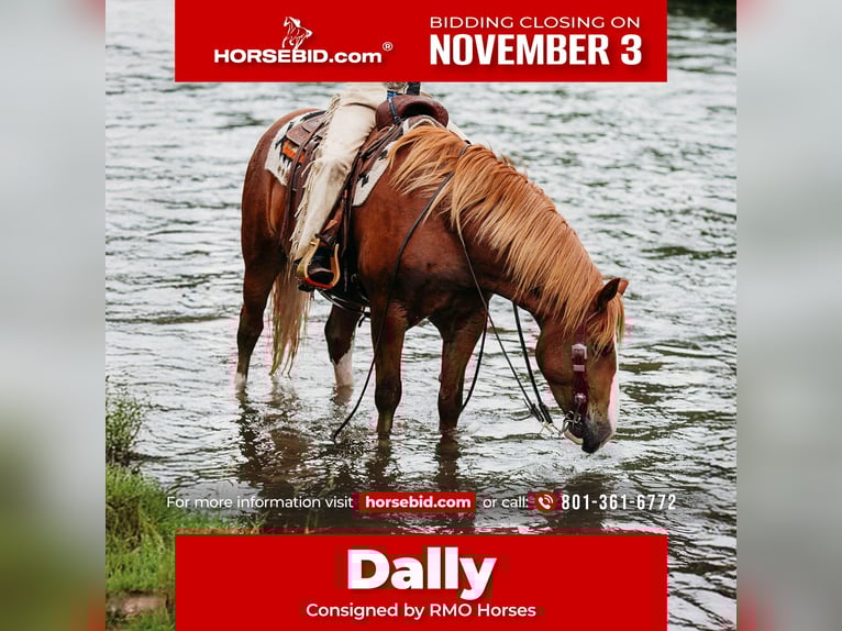 Cheval de trait Croisé Hongre 5 Ans 160 cm Alezan cuivré in Heber City