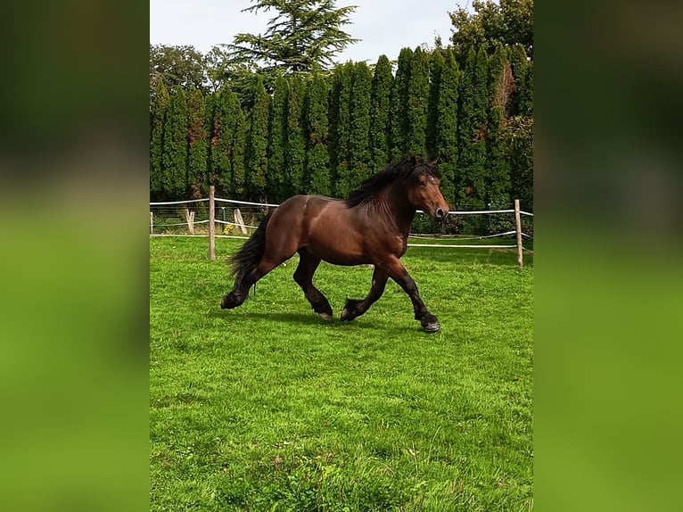 Cheval de trait Hongre 5 Ans 160 cm Bai brun foncé in Lachapelle-sous-Rougemont