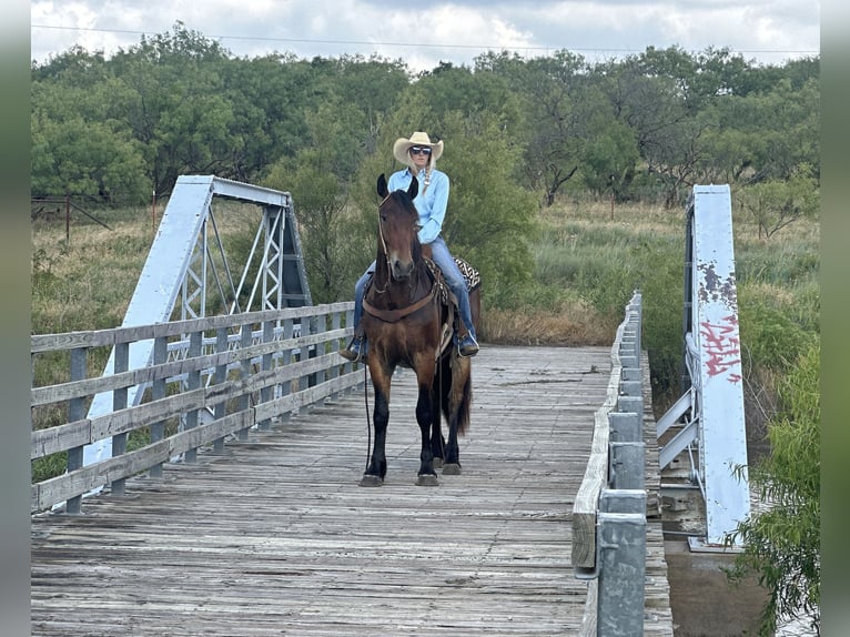 Cheval de trait Croisé Hongre 5 Ans 160 cm Bai cerise in Jacksboro