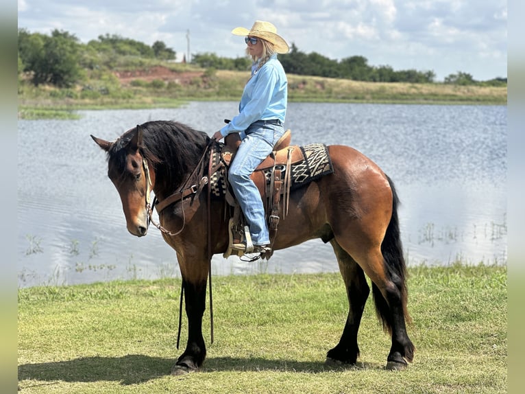 Cheval de trait Croisé Hongre 5 Ans 160 cm Bai cerise in Jacksboro