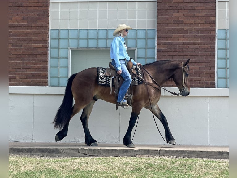 Cheval de trait Croisé Hongre 5 Ans 160 cm Bai cerise in Jacksboro