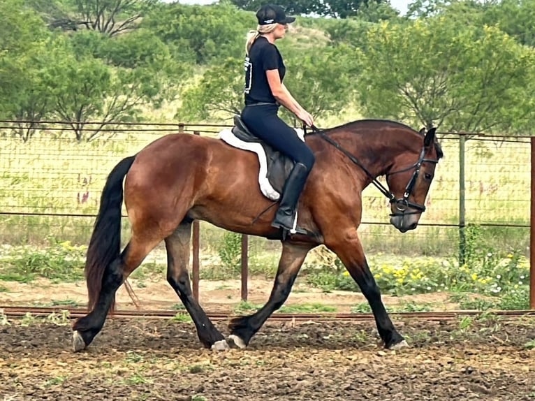 Cheval de trait Croisé Hongre 5 Ans 160 cm Bai cerise in Jacksboro