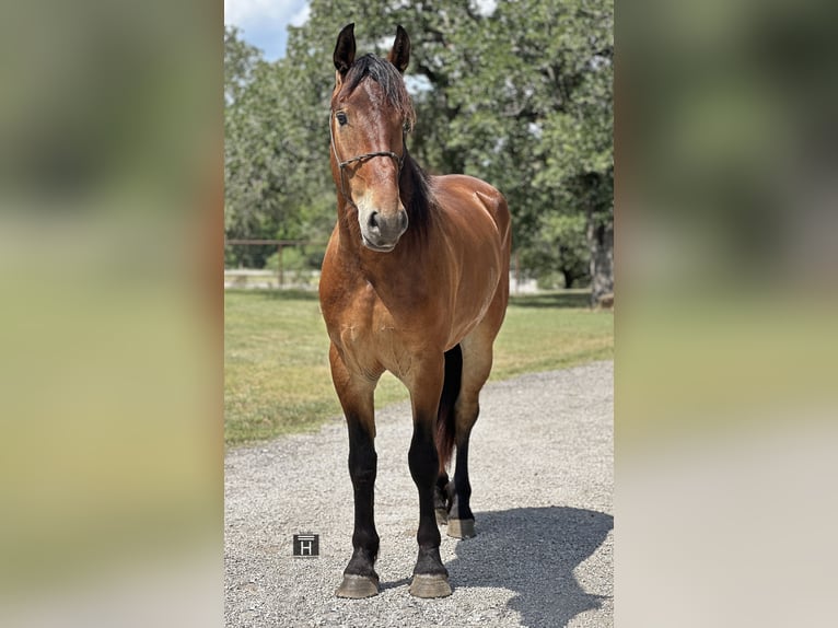 Cheval de trait Croisé Hongre 5 Ans 160 cm Bai cerise in Jacksboro