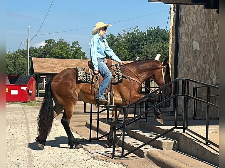 Cheval de trait Croisé Hongre 5 Ans 160 cm Bai cerise in Jacksboro