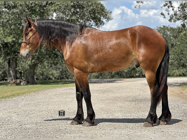 Cheval de trait Croisé Hongre 5 Ans 160 cm Bai cerise in Jacksboro