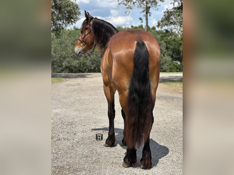 Cheval de trait Croisé Hongre 5 Ans 160 cm Bai cerise in Jacksboro