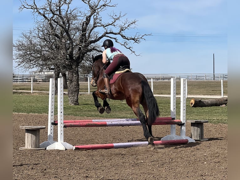 Cheval de trait Croisé Hongre 5 Ans 160 cm Bai cerise in Jacksboro